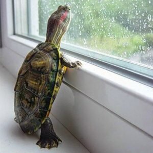 cute-animals-little-turtle-looking-out-window-pics