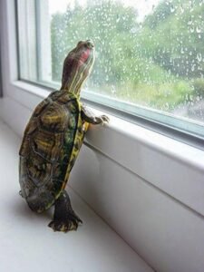 cute-animals-little-turtle-looking-out-window-pics.jpg